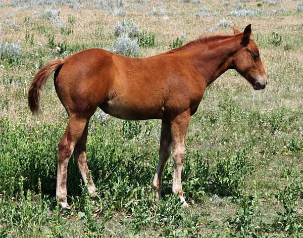 athletic-quarter-horse