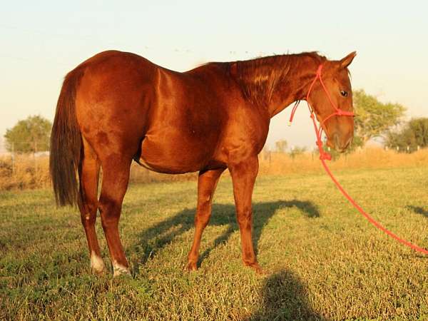 athletic-quarter-horse