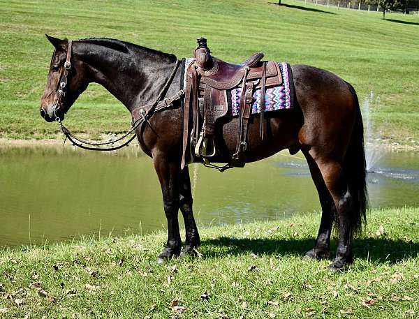 husband-safe-rides-drives-friesian-horse