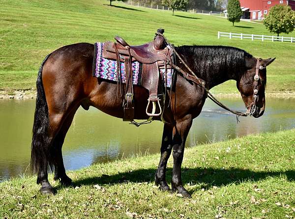 husband-safe-rides-drives-horse