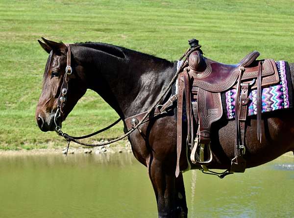 husband-safe-rides-drives-gelding