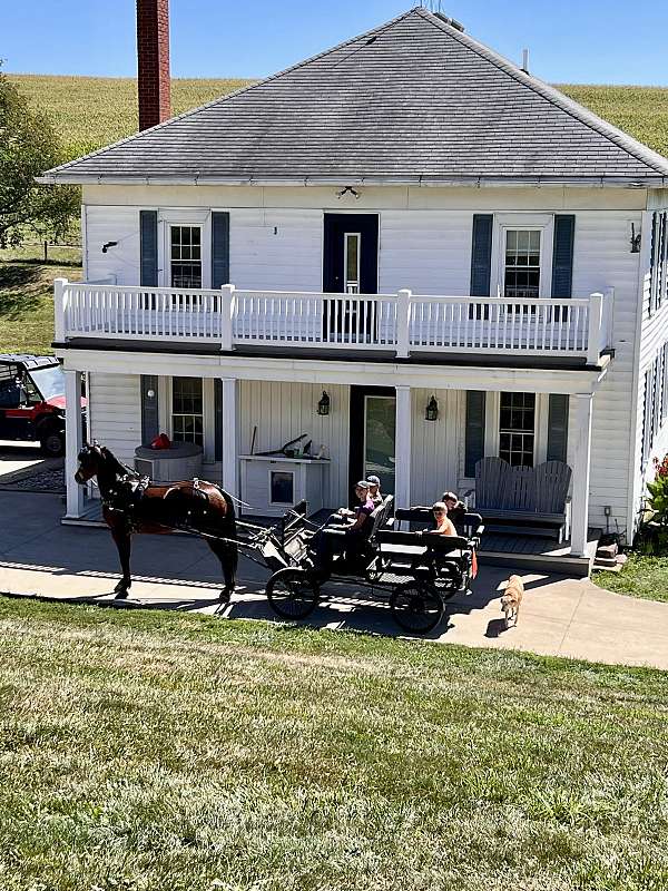 all-around-friesian-horse