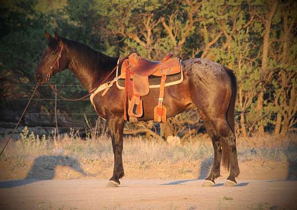 all-around-quarter-horse