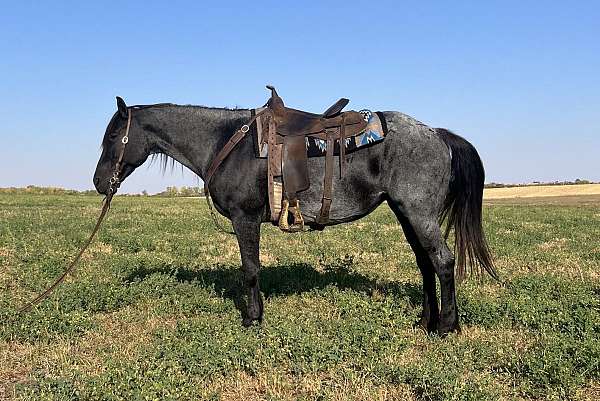 all-around-friesian-horse