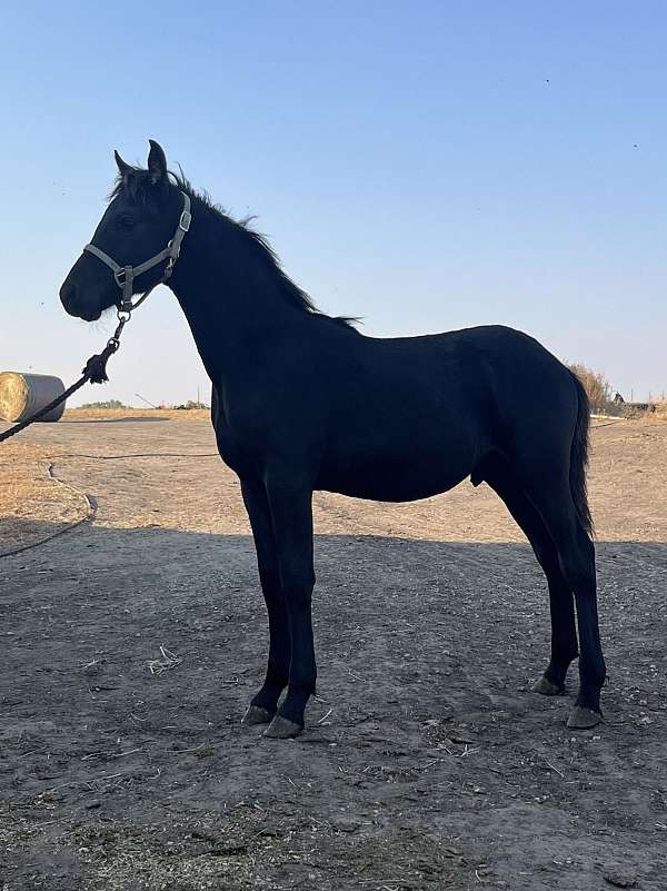 athletic-friesian-horse