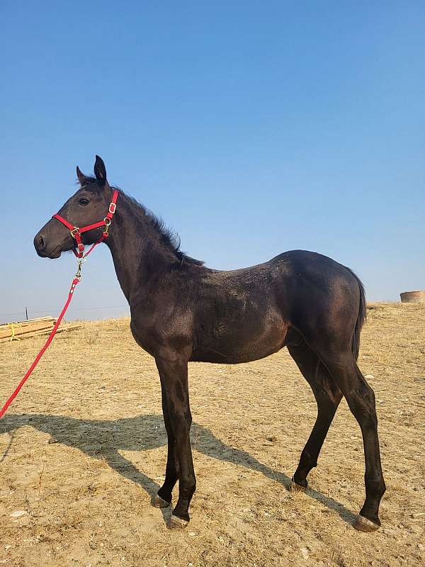 athletic-percheron-horse