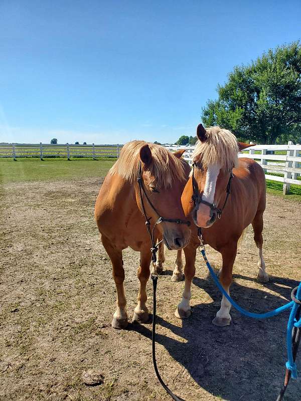 draft-haflinger-horse