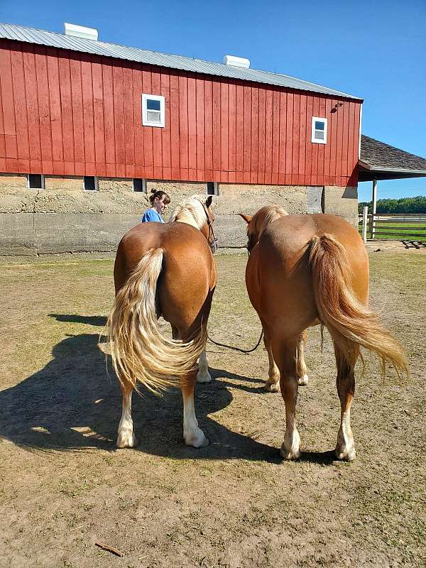 driving-haflinger-horse