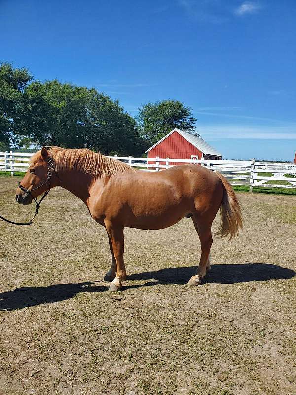 halter-haflinger-horse