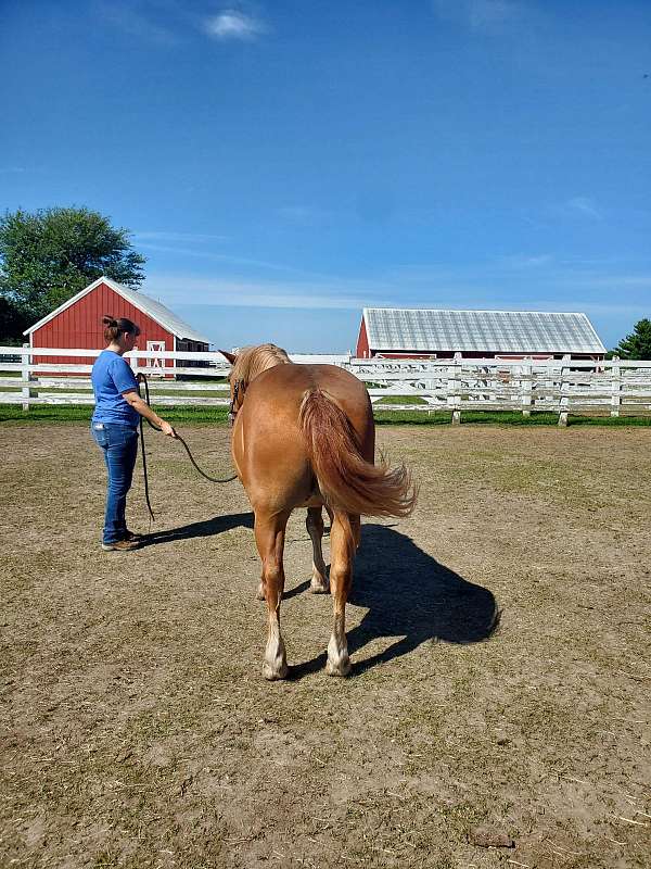 harness-haflinger-horse