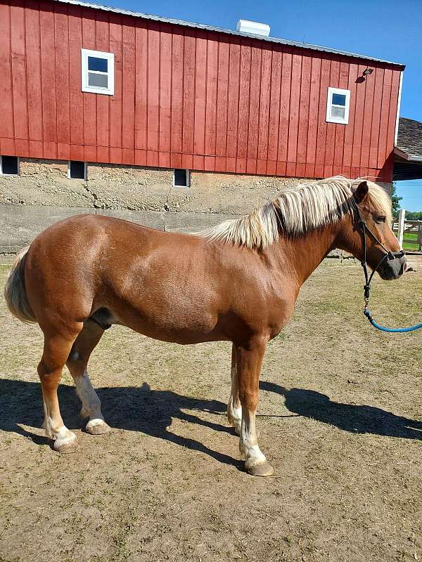 horsemanship-haflinger-horse