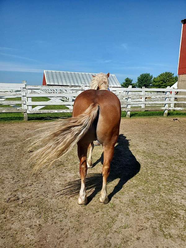 longe-line-haflinger-horse