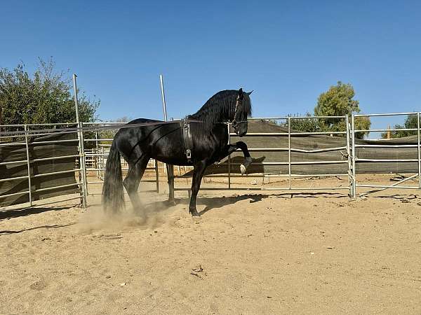 friesian-stallion