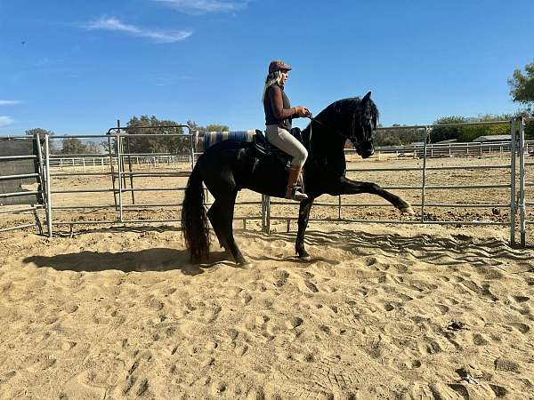 friesian-stallion