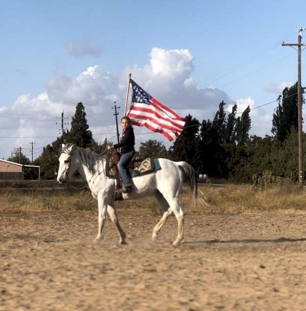 quarter-horse-gelding