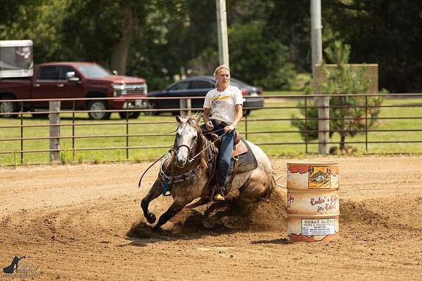 all-around-quarter-horse