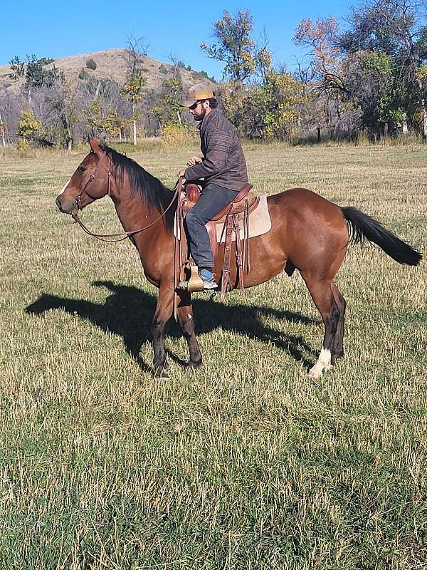 all-around-quarter-horse