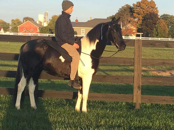 pinto-gelding-for-sale