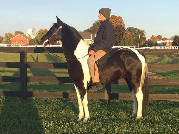 pinto-paint-pony-gelding