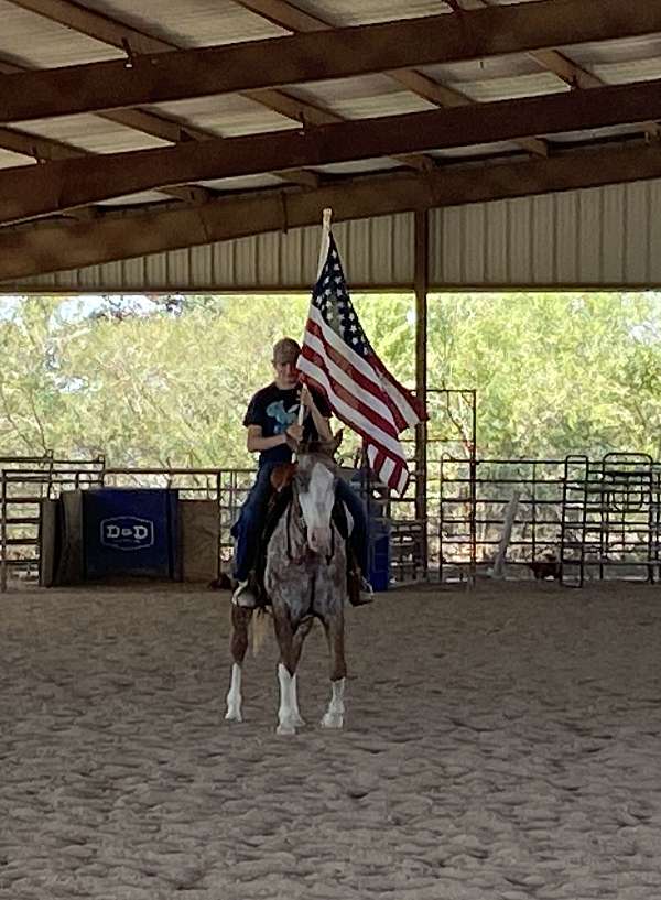 dappled-appaloosa-pony