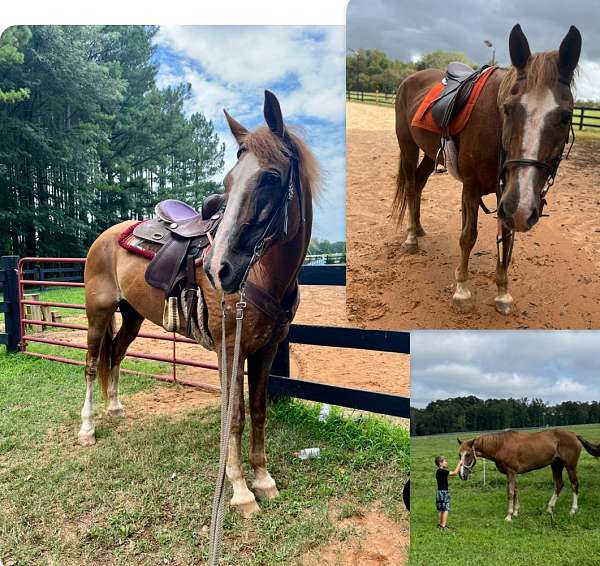 chestnut-warmblood-mare