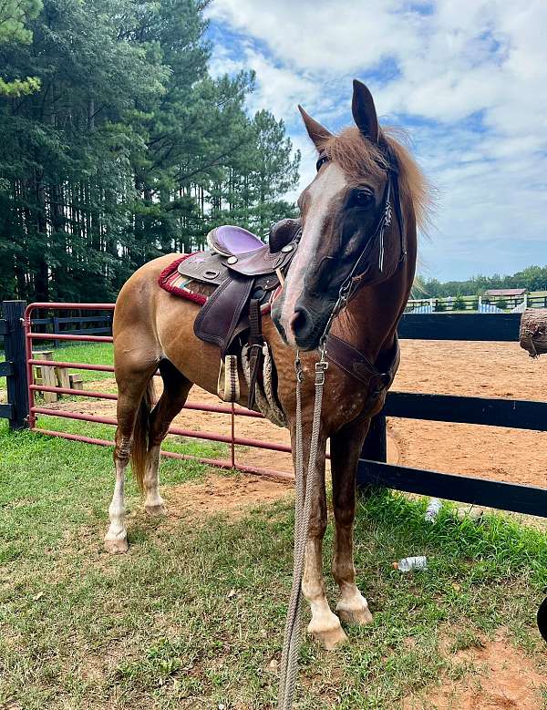 chestnut-warmblood-mare