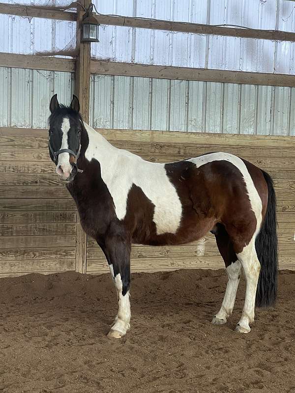 bay-tobiano-horse