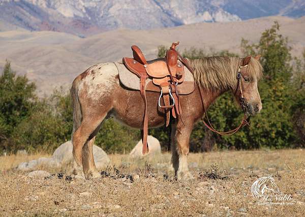 sorrel-appaloosa-pony-gelding