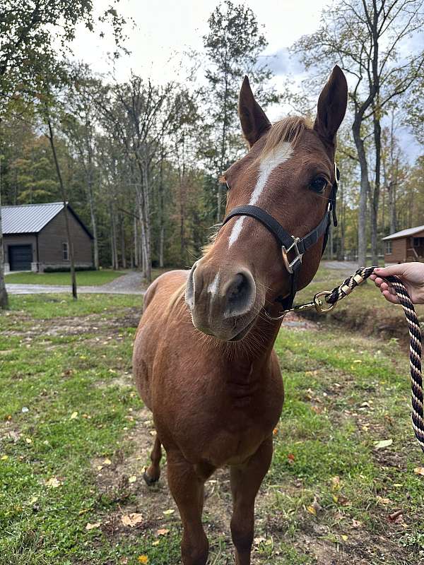 appaloosa-horse