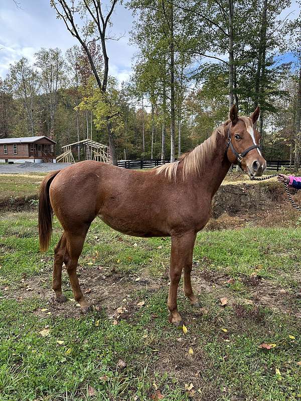 appaloosa-horse-for-sale