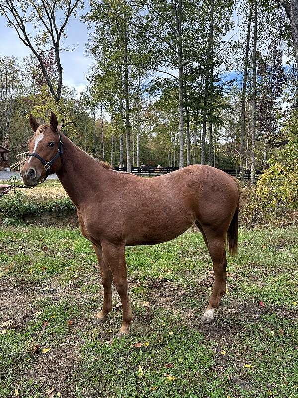 appaloosa-filly