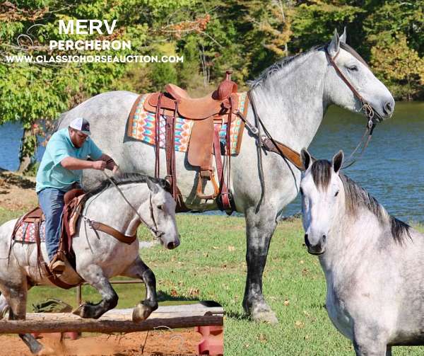 amazing-percheron-horse