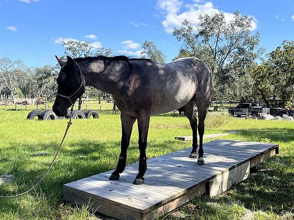 5-hand-bay-roan-horse