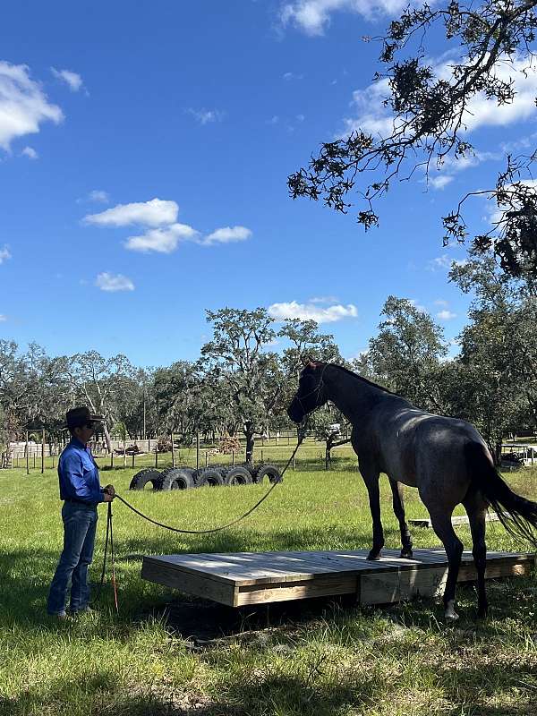 beautiful-quarter-horse