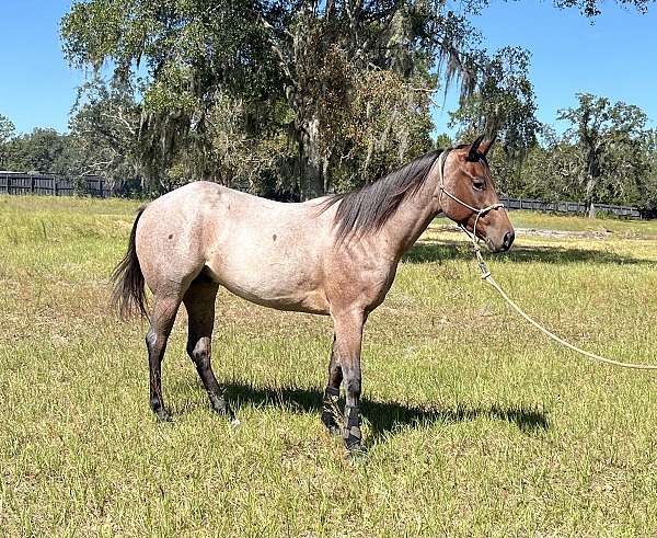 bloodlines-quarter-horse