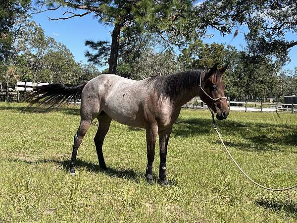 circle-quarter-horse