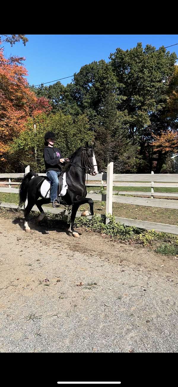 hunt-seat-equitation-hackney-horse