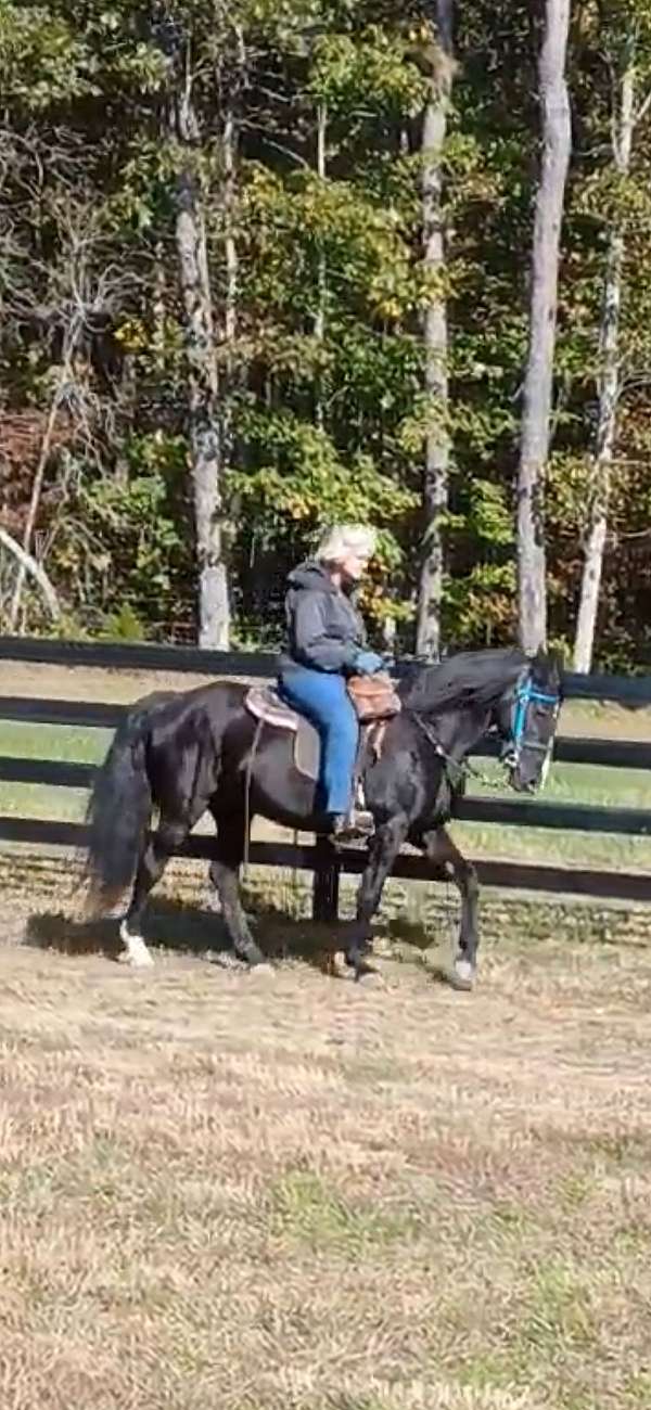 breeding-kentucky-mountain-horse