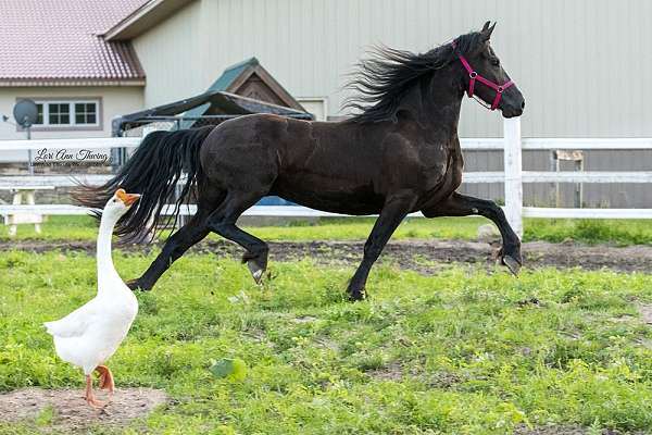 needs-a-job-friesian-horse