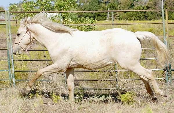 cutting-futurity-colt