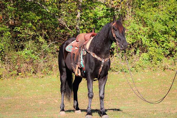 all-around-friesian-horse