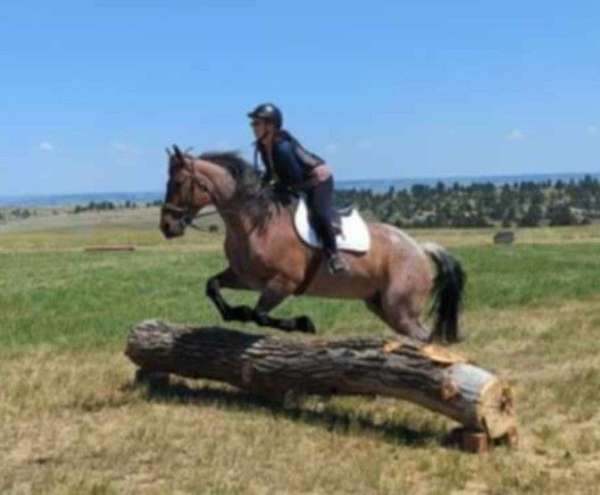 all-around-belgian-draft-horse