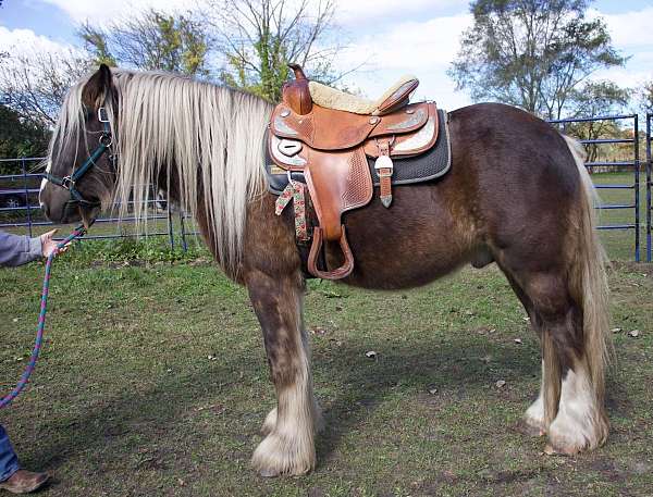 all-around-dappled-gypsy-vanner-horse