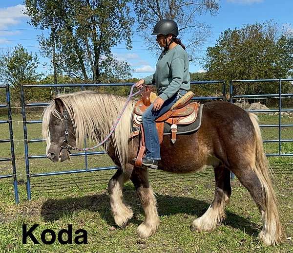 bunny-gypsy-vanner-horse