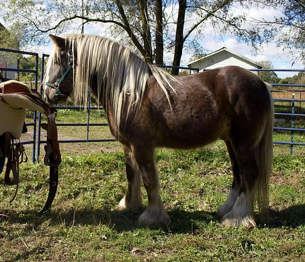 kodiak-gypsy-vanner-horse