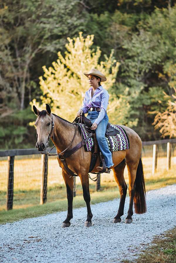 star-snip-white-cornet-on-left-front-horse