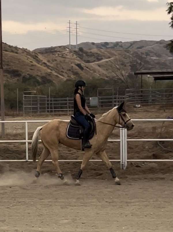 palomino-gelding