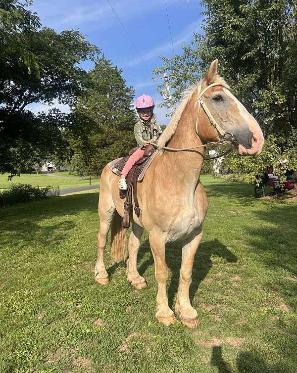 belgian-gelding