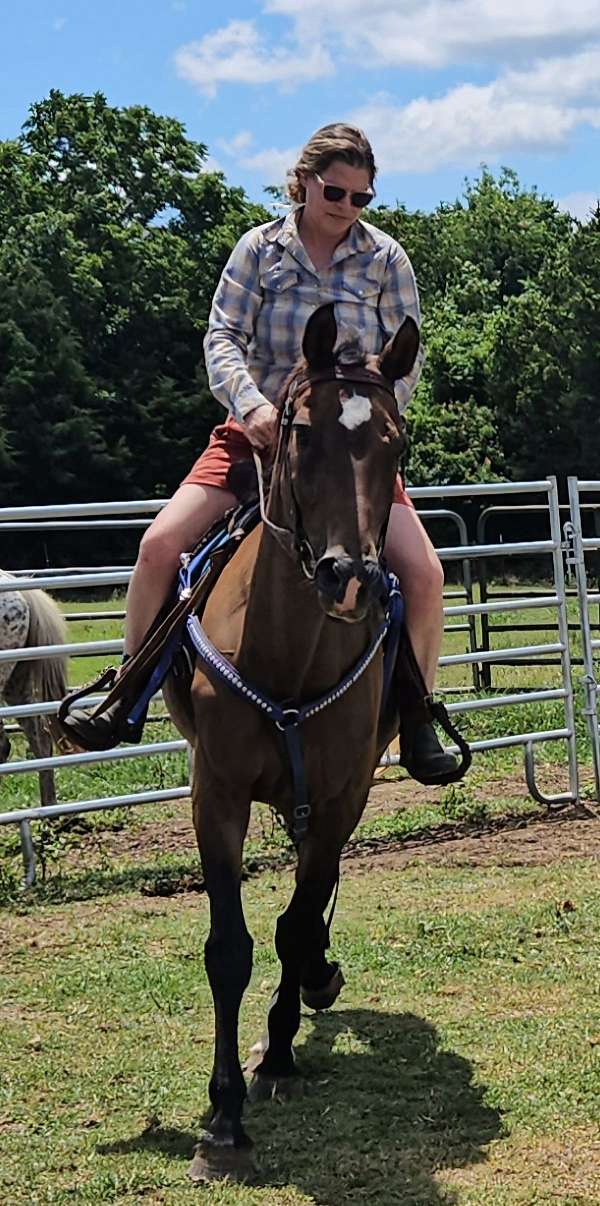 beginner-cross-belgian-standardbred-horse