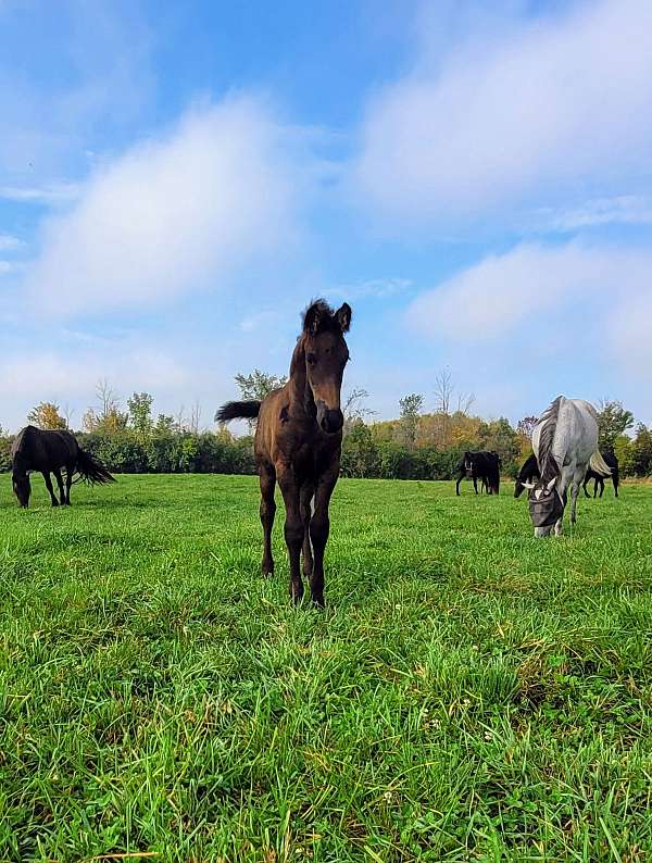 kfps-mare-weanling